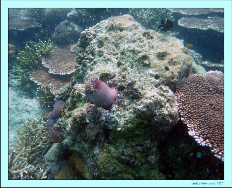 2009   07   Perhentians 035